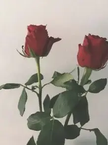 snow1879의 宮舘涼太と結婚💍