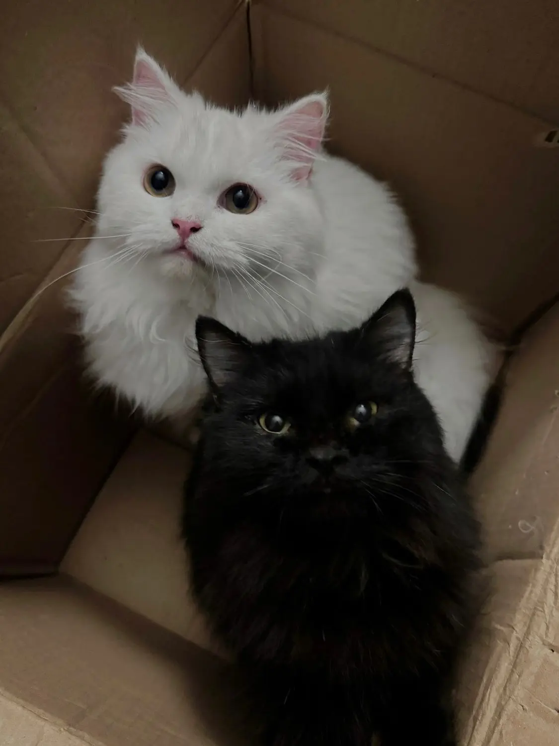 Hge124의 黒猫王子と白猫王子
