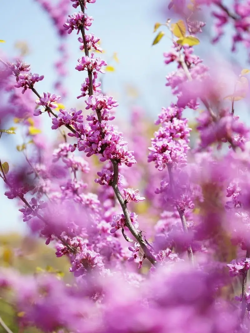 MightyBand5740의 獣人パロ