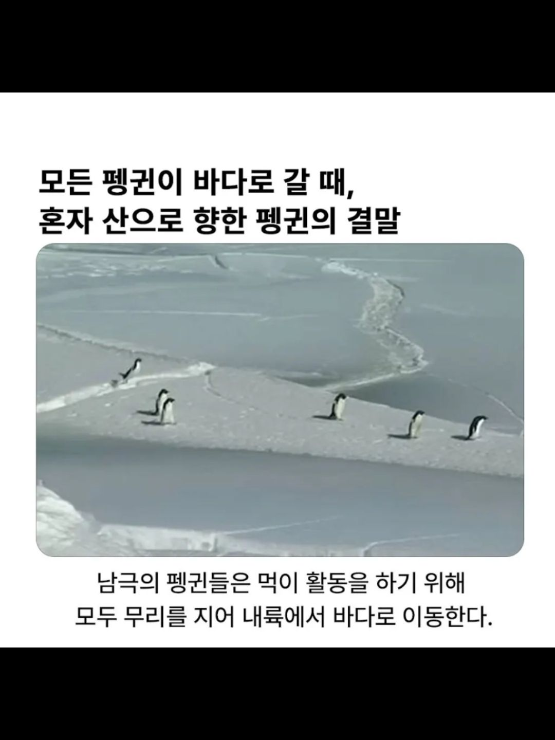 라챤이랑 사귀기(늑대 없는 버전) 대표 이미지