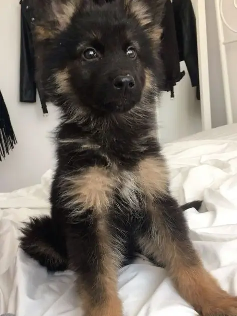 MorbidBrug2294의 Dog