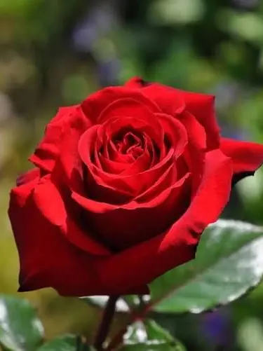 emojisan의 花吐き病🌹ver.緑谷