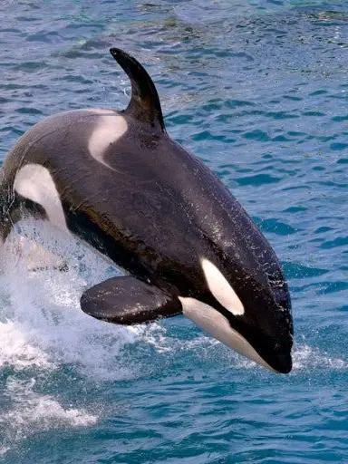 Rellyrareru의 범고래