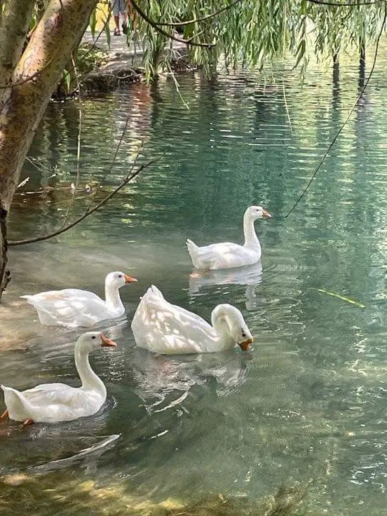 starmir의 ZETA DIVISION