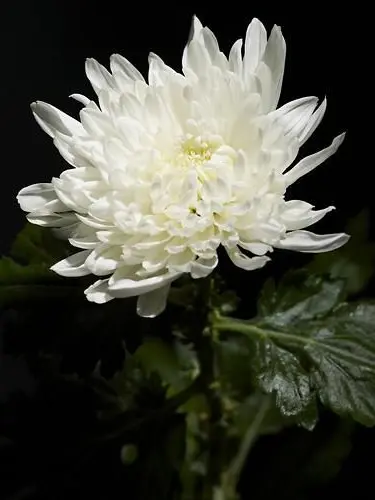 Yullia_blackwolf의 .