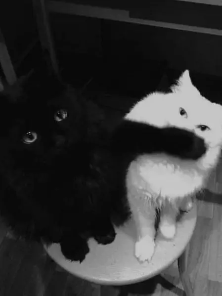 sa1ki_0816의 둘은 문제아지만 최강.