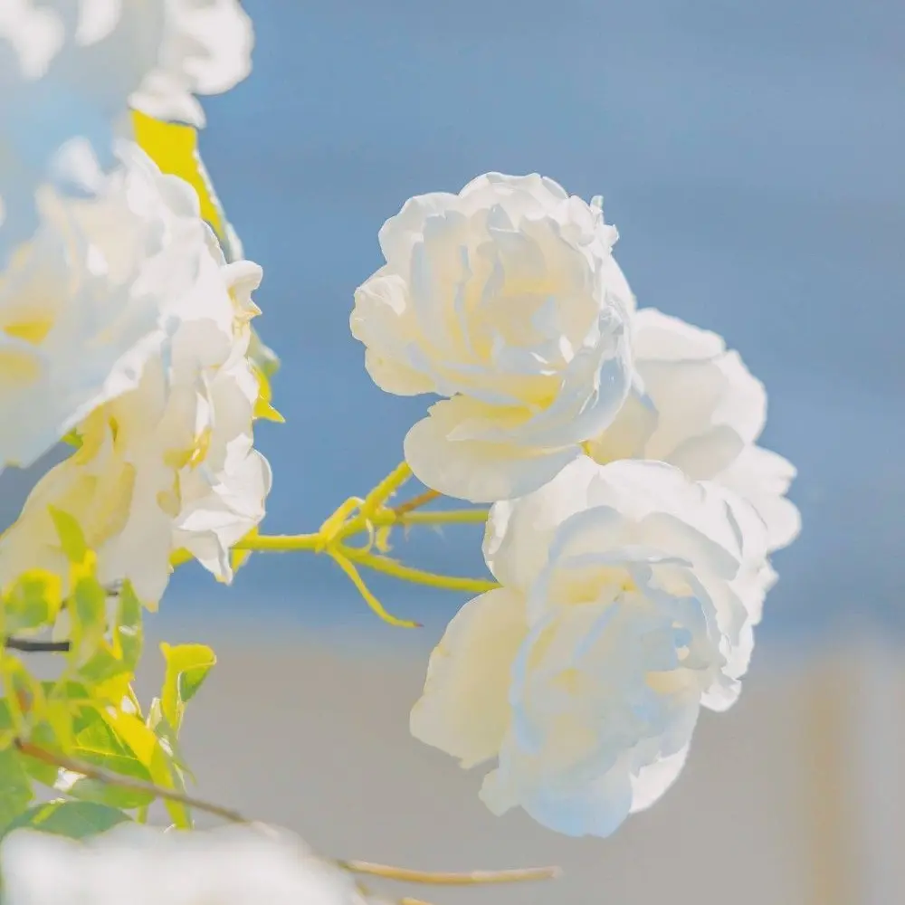 LongCrow0007의 뜰팁조직