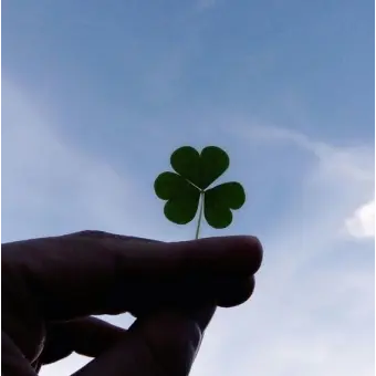 hyeni7046의 세잎클로버