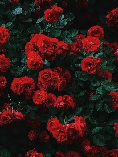 B_N_E의 꽃, 안 좋아했는데ㅡ