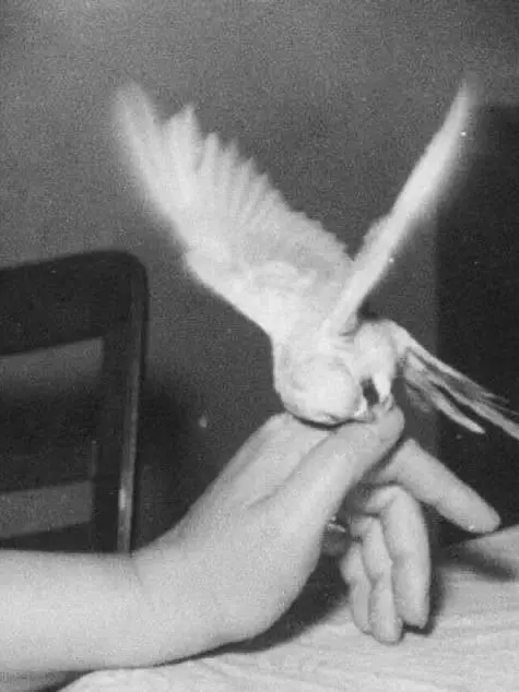 tuedec23의 Walter Wittgenstein