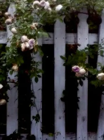 kittyandrabbit의 .