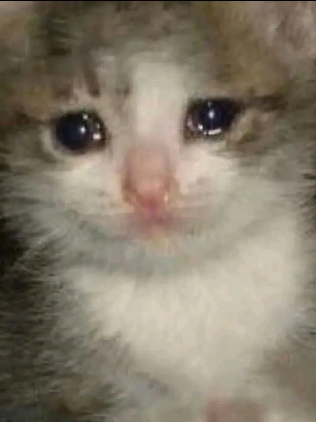 UnfitLemur4166의 생존자들과 동거(크리스마스)