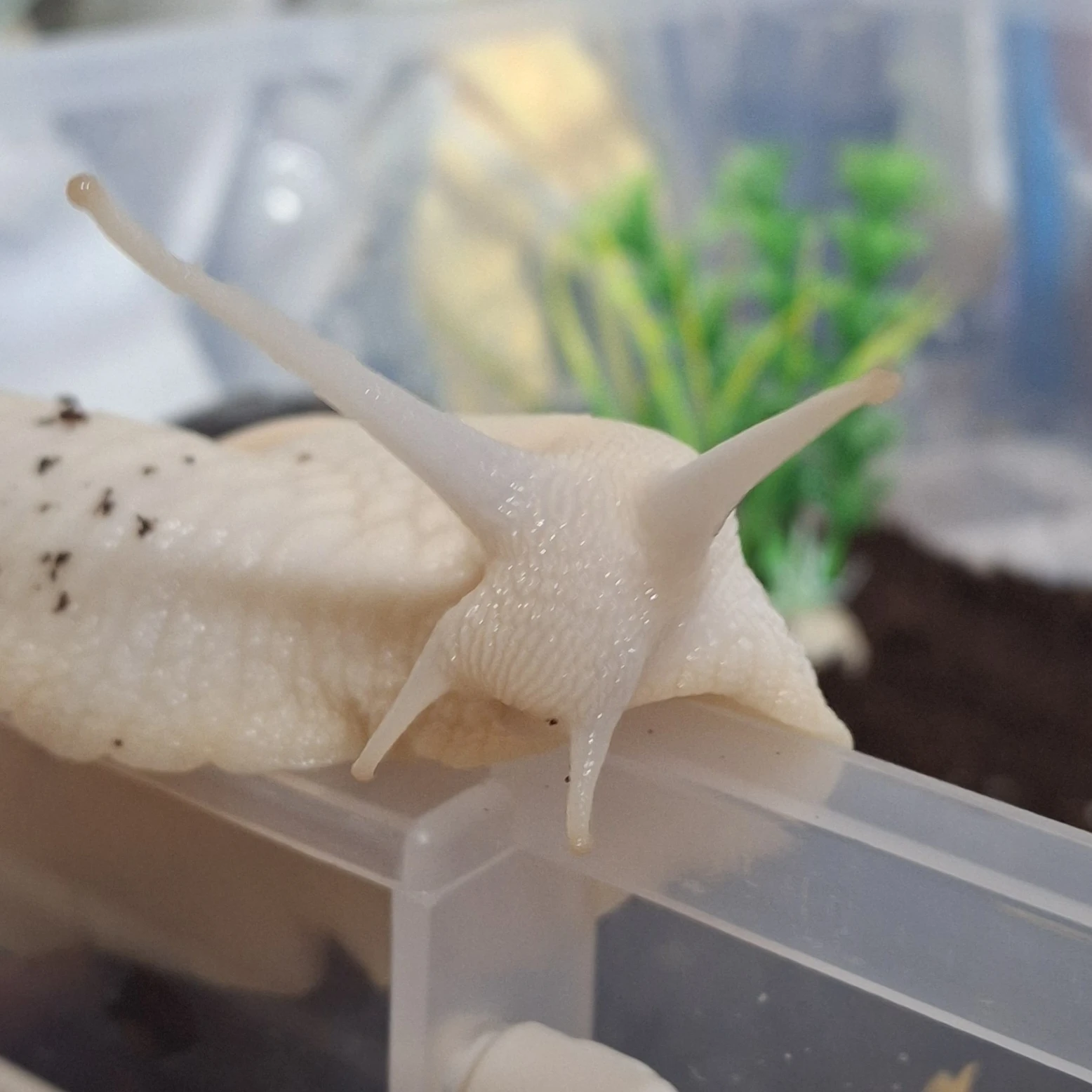 망기