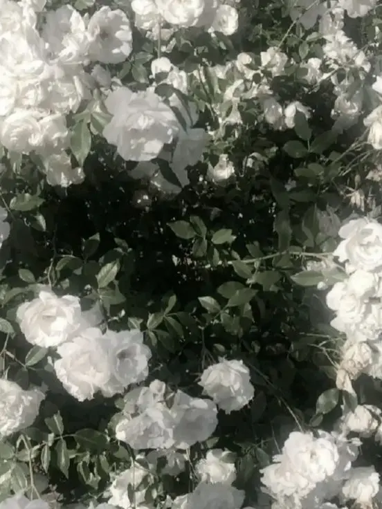 Otitukekowappa의 四人組、今日も過保護。