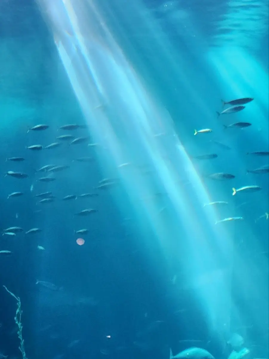 82917의 <밤이 되었습니다>에서 살아남기