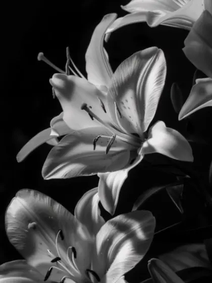 DenseCage8161의 낙원