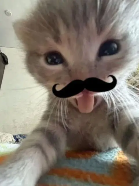 Itz_Ahalaya의 Discord  GC!