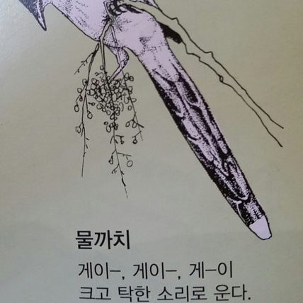물까치 대표 이미지