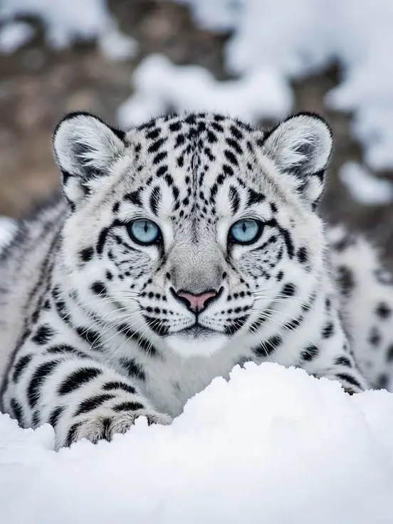SnappyEmu1897의 The Scary Snow Leopard Beastman