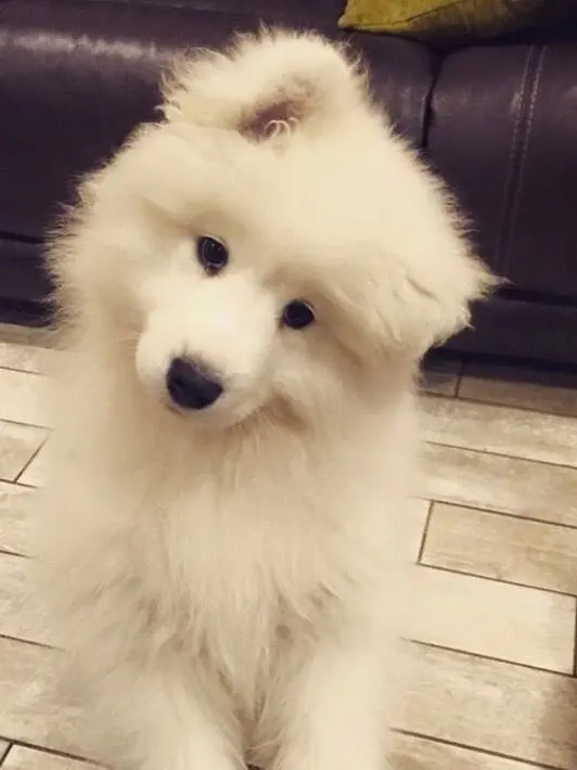.....ux의 飼い主