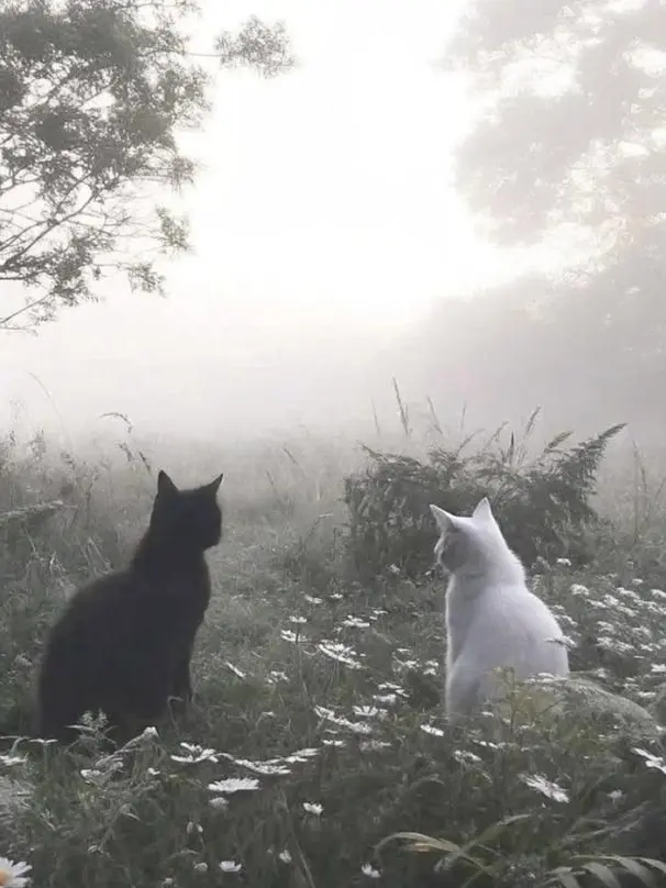 moshi_의 안녕이라 그랬어.