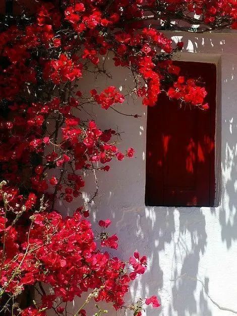 FairOboe3477의 서라더