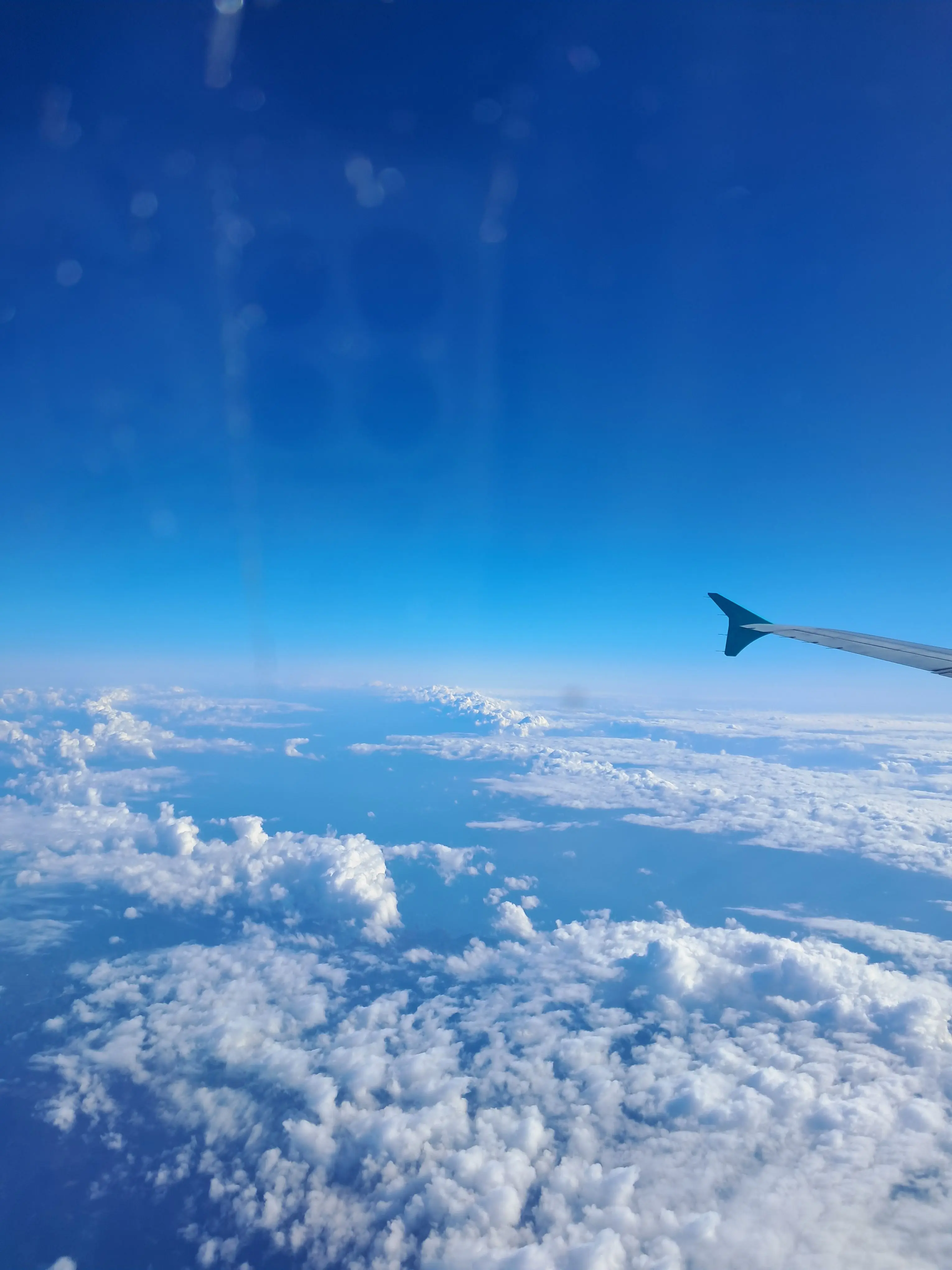 RoastQuail6823의 여우가 꼬리친다?