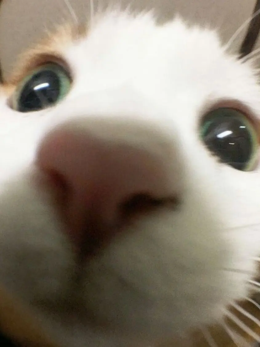 52523의 남여무리