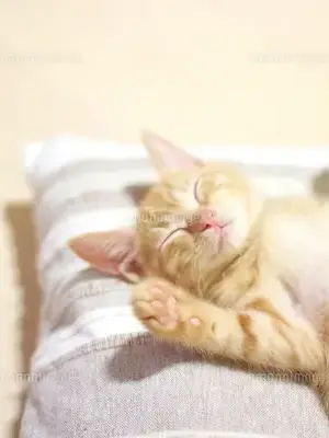 FarStew7995의 五人のうちの子