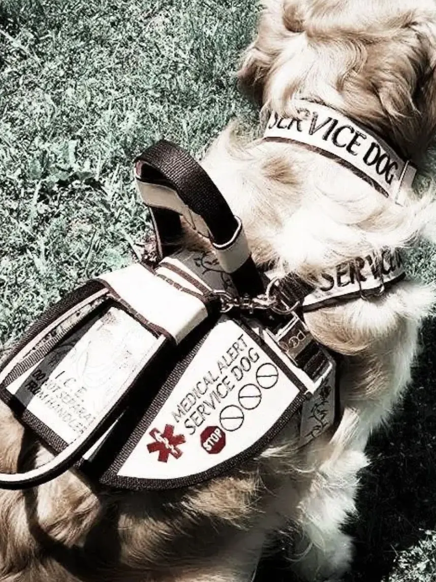 Kenkreates의 Owner X Service dog user🐕‍🦺🐾