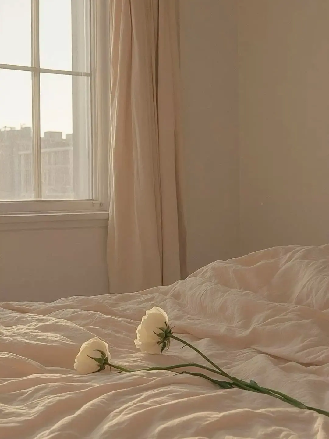 amachan의 飼い猫が重い件について