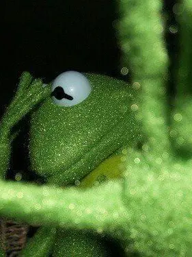 RAIN_B의 개굴개굴