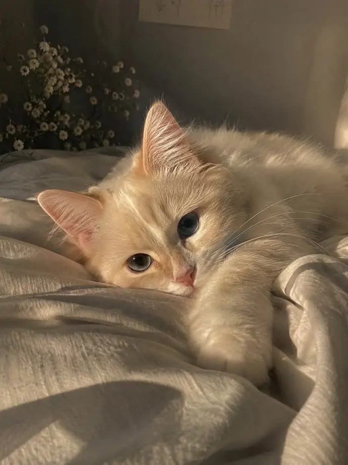 MeekClip1355의 猫化した貴方