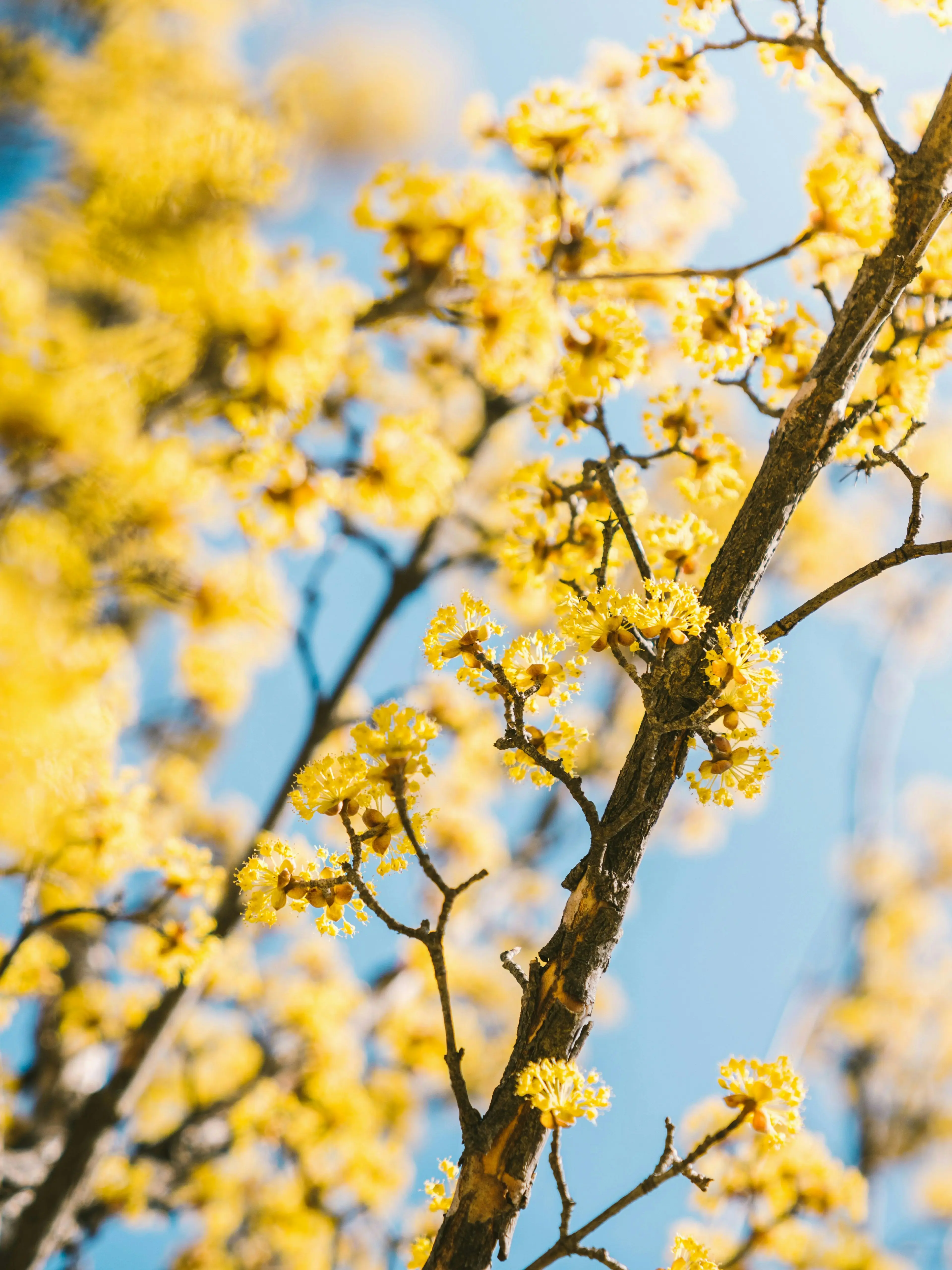 Bangwon의 Plum Blossom