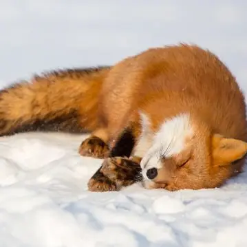 jj_0의 그저, 능글맞은 여우의 순애