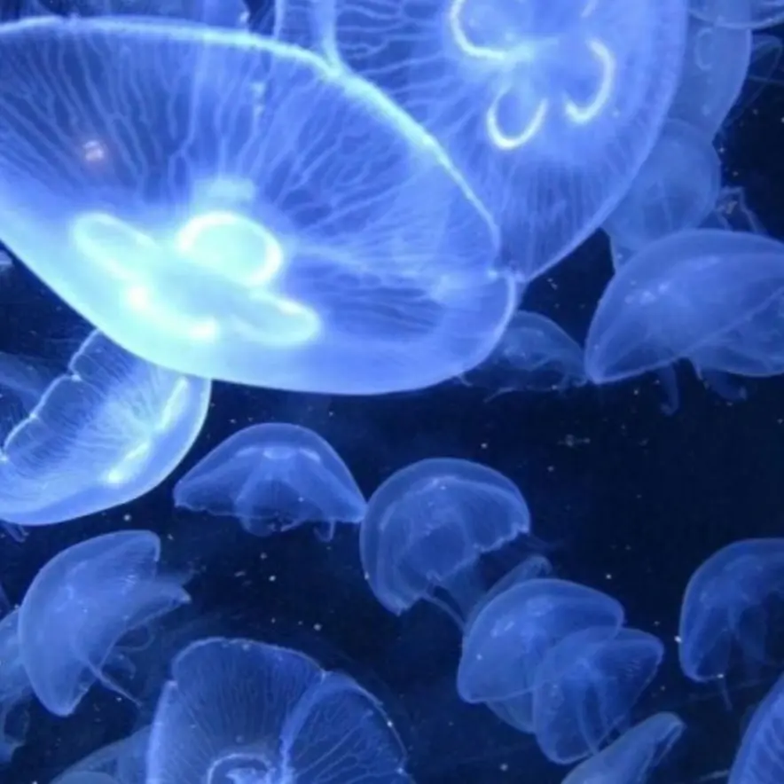 TallSlab8506의 평학, 유기사, 준브레드