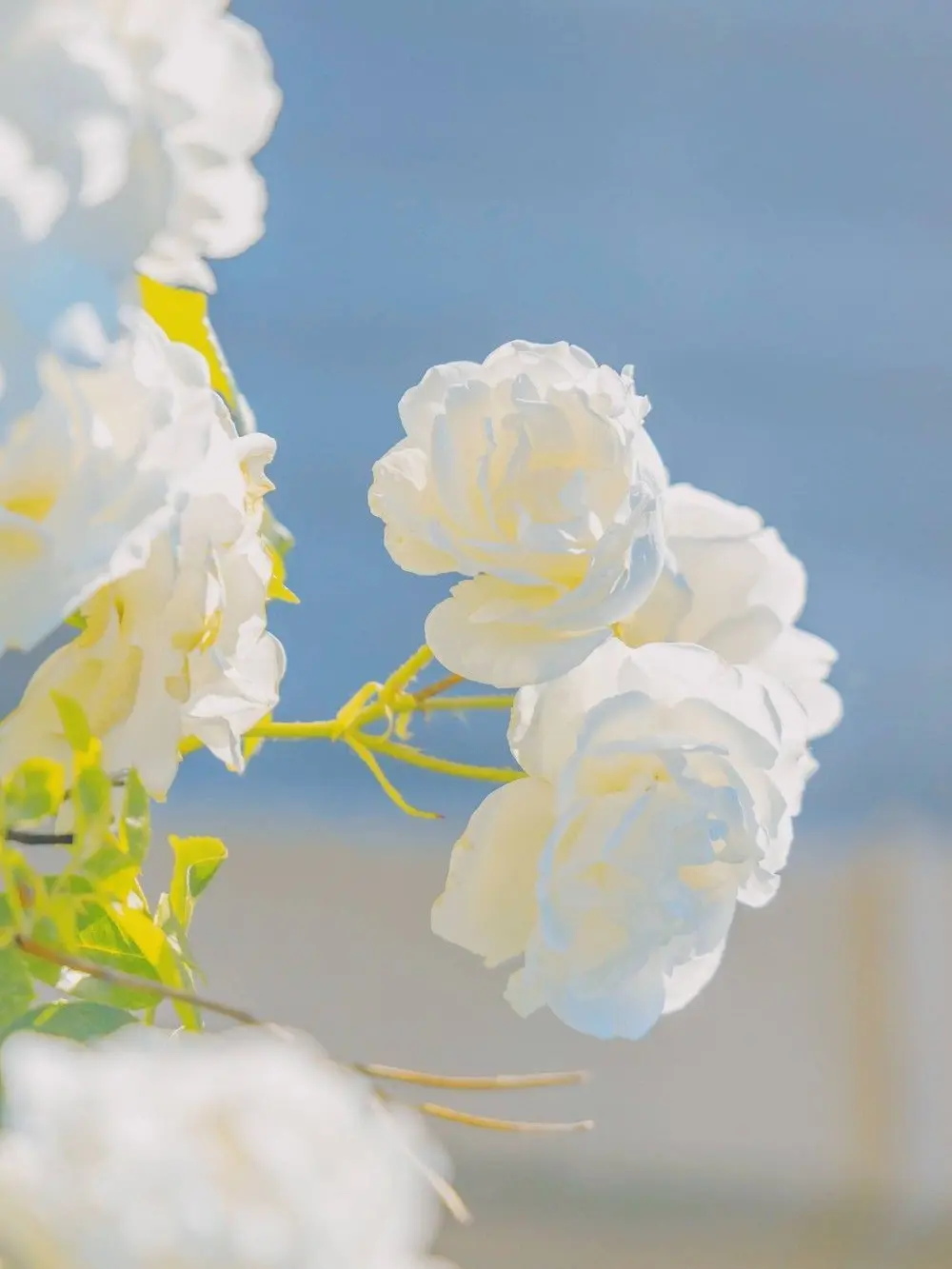 OldCopy3235의 아이돌이 어떤 유튜버를 즐겨본다?