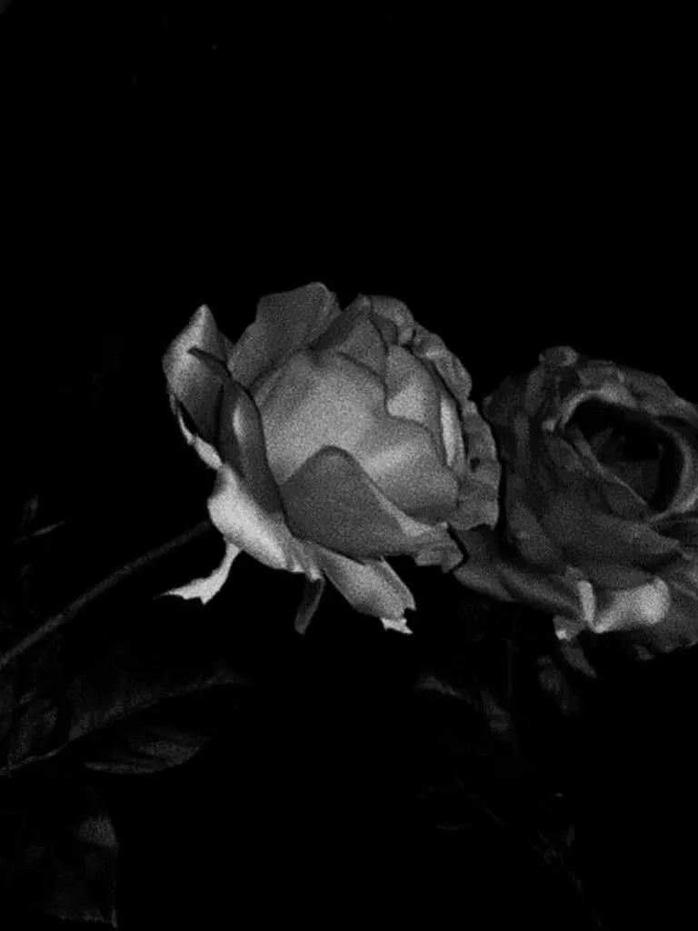 P0oroo._.의 𝓼𝓮𝓬𝓸𝓾𝓻𝓼