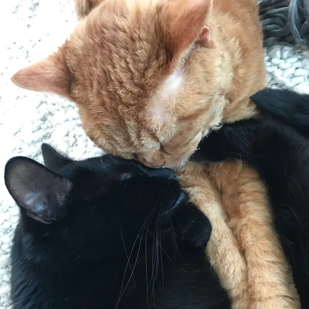 beomgyusonhoWonhi의 猫の獣人…拾いました