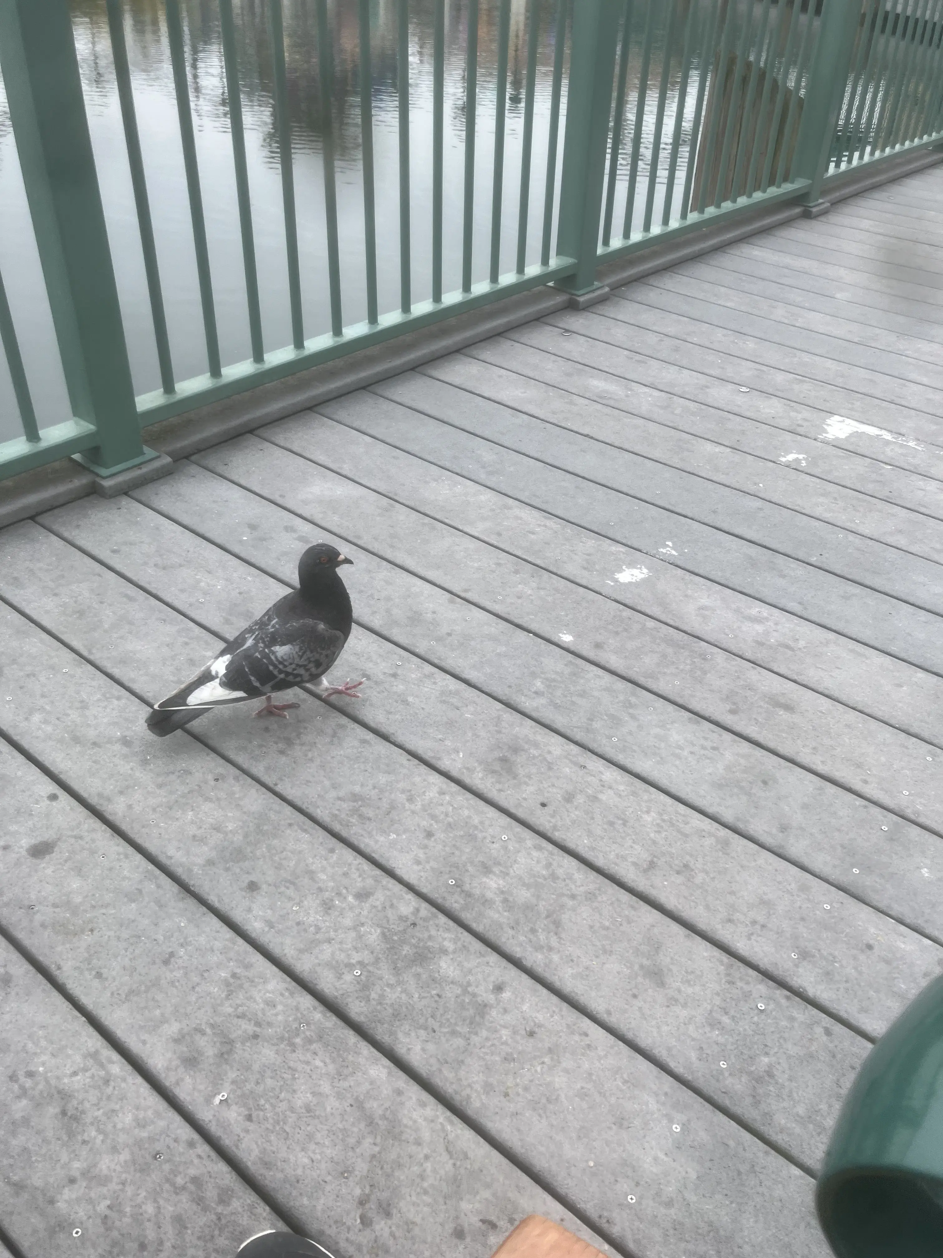 StoutArm6073의 やって？お願い🤗