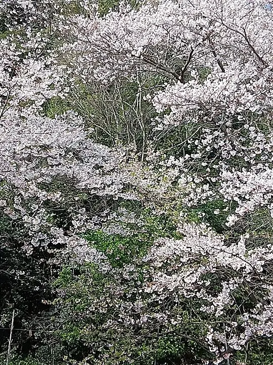 CuteFly6098의 中の人が疲れている…