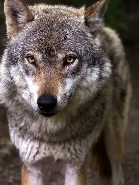 hohkiji의 Framed by the Wolf
