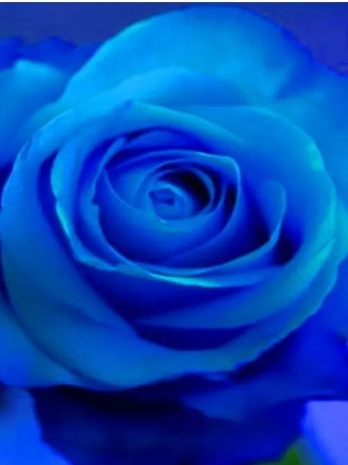 dandy_cookie의 기적.