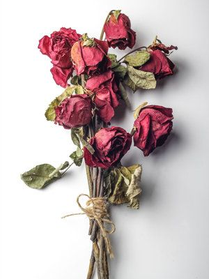 Beautifully Rotten 대표 이미지