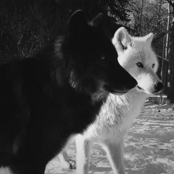 rose136p의 니는 우리가 지킬끼다