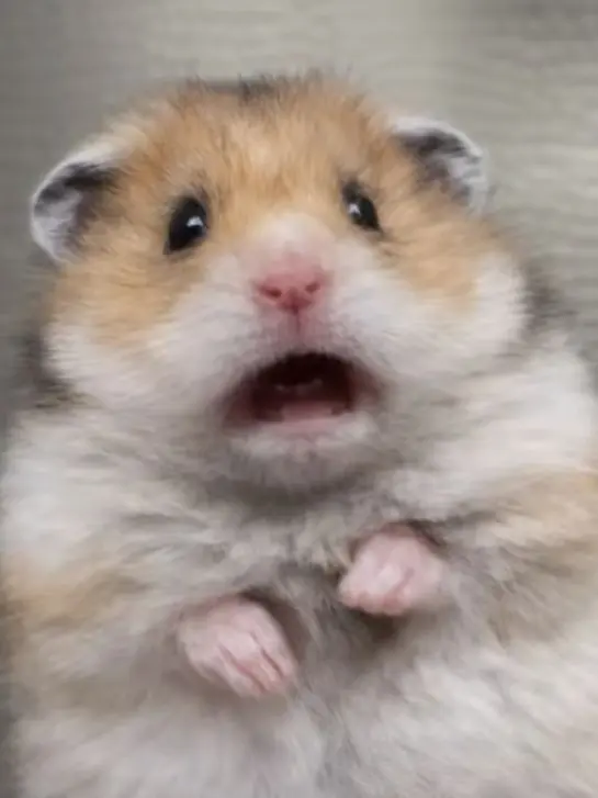 IVE_DIVE_LOVE의 여우에게 속은 아이브!(행운편)