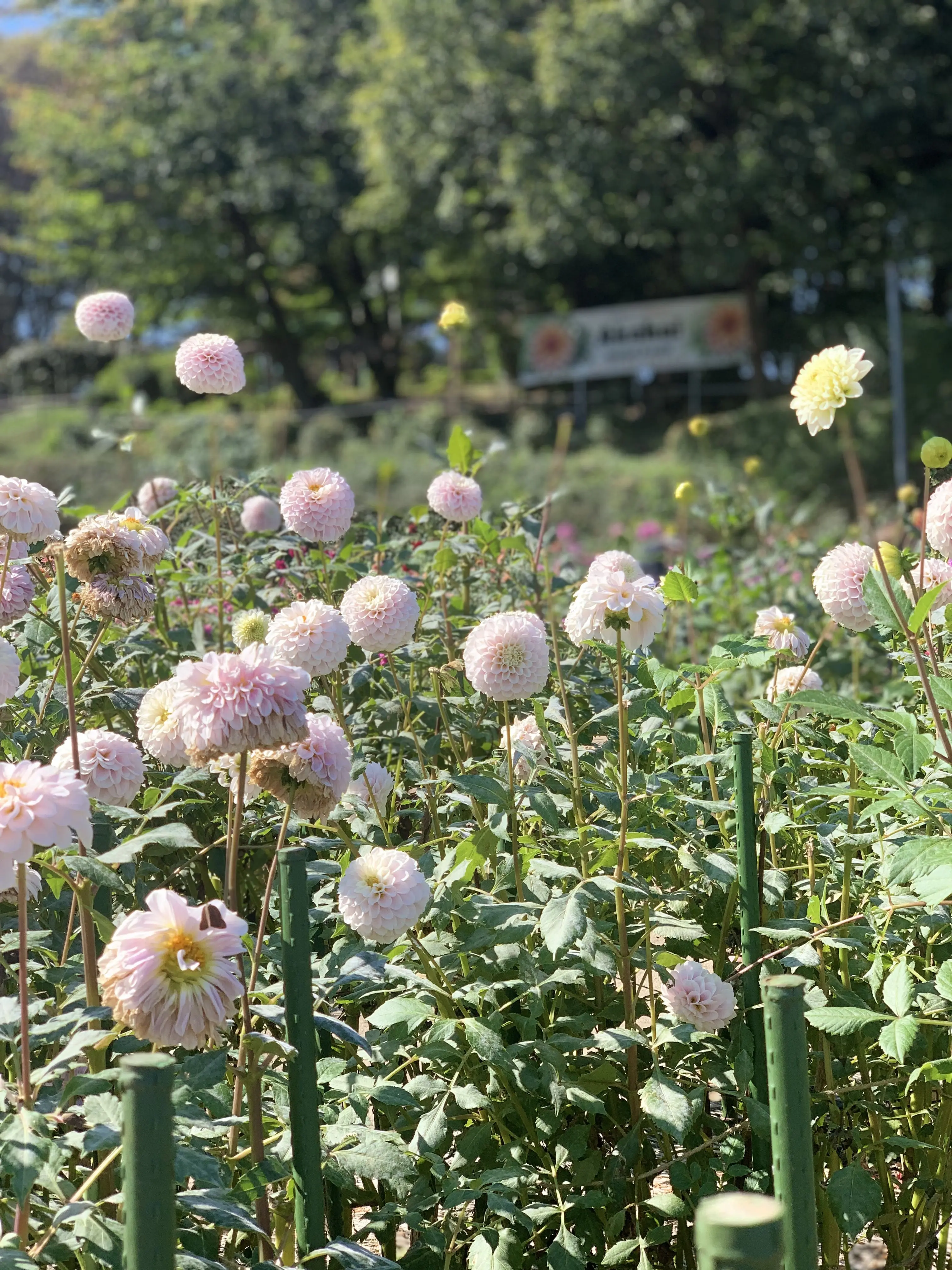 Haiyaaaaalll의 君に嫌われたのかな？