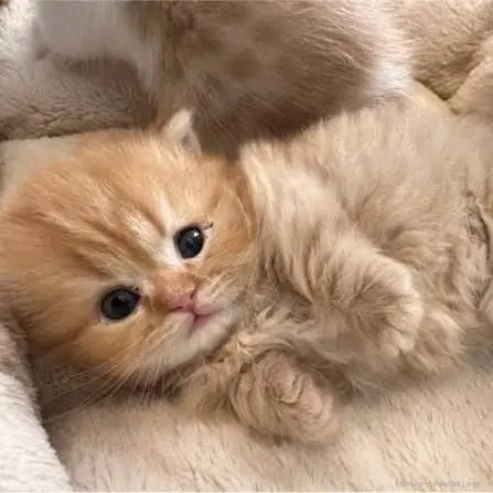 SHARACHARA5967의 マンチカン種の猫は嫉妬深いけど超デレデレ