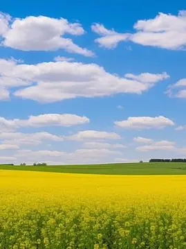 IcyPlank4879의 스프런키 2P 마을