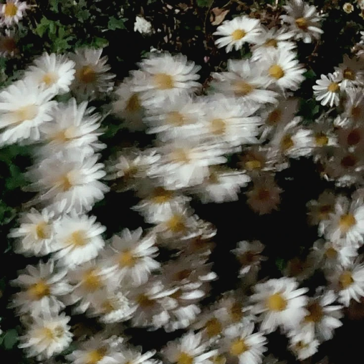 그 꽂집 사장님